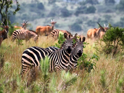 Akagera National Park