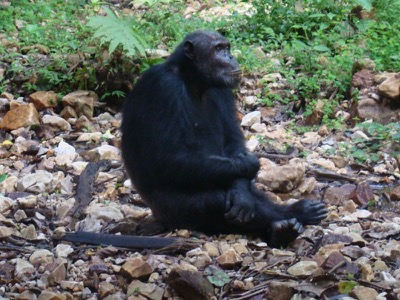 Nyungwe forest